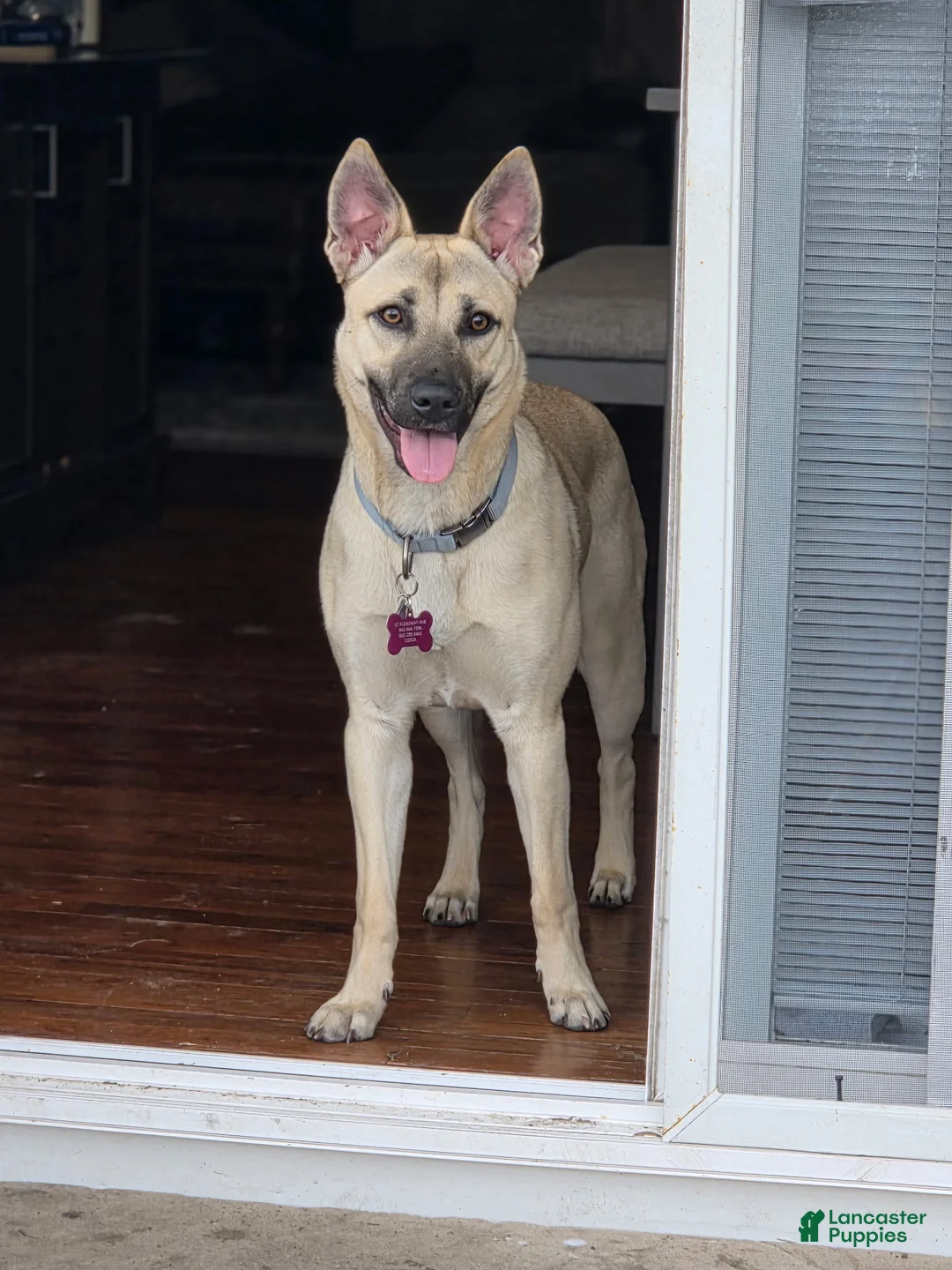 Mixed Breed dogs for sale: Puppy 4 - Ad 2