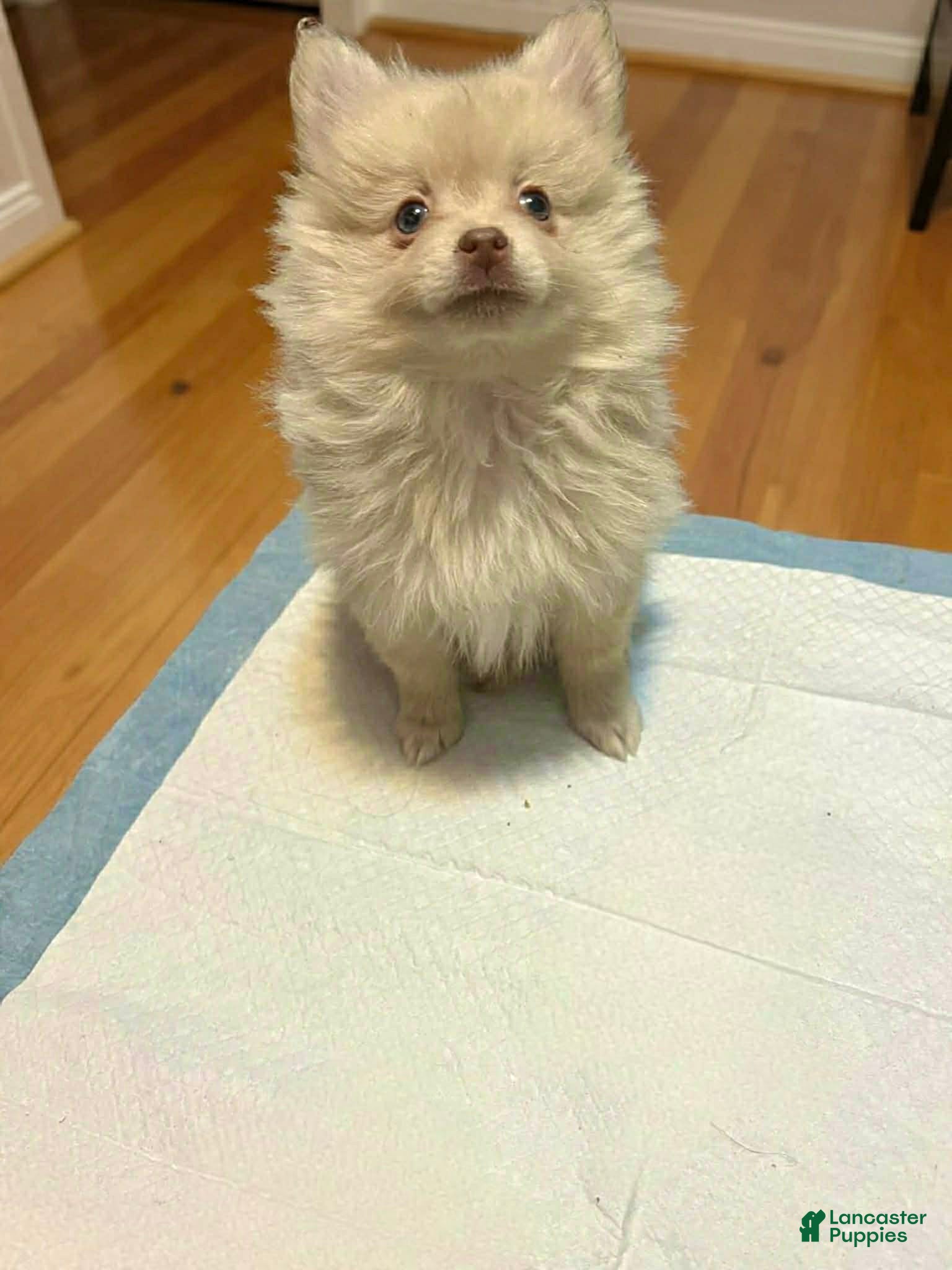 Pomeranian dogs Teddi - Ad 2