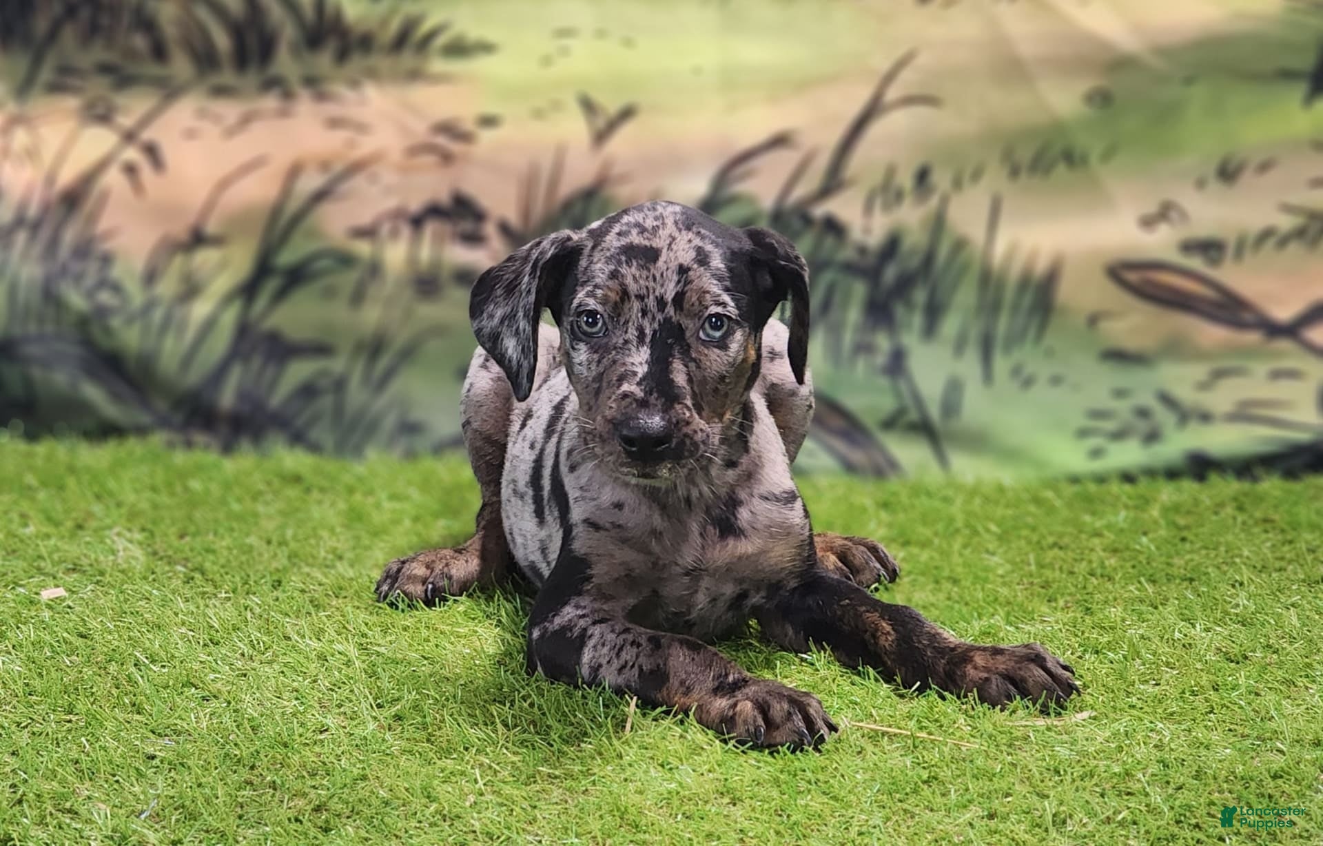 Catahoula Leopard Dog Whippet Mix Catahoula Leopard Dog Puppies