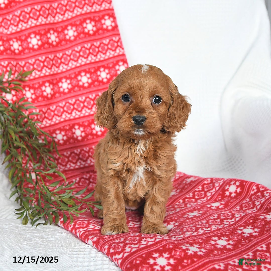 Cockapoo dogs for sale: Opal - Ad 5