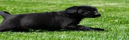 Labrador Retriever dogs for sale: Lacey - Ad 4