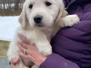 Golden Retriever dogs Snowball - Ad 27