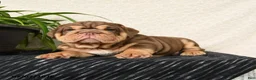 English Bulldog dogs for sale: Ralf - Ad 4