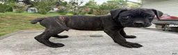 Cane Corso dogs for sale: White collar - Ad 3