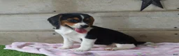 Beagle dogs for sale: Annie - Ad 4