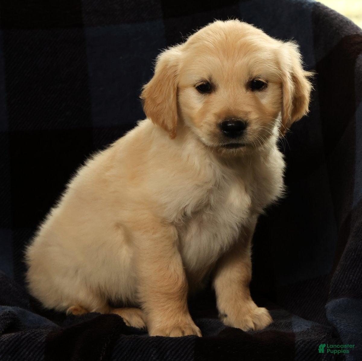 Golden Retriever dogs Spencer - Ad 2