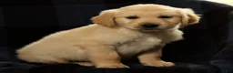 Golden Retriever dogs for sale: Spencer - Ad 2