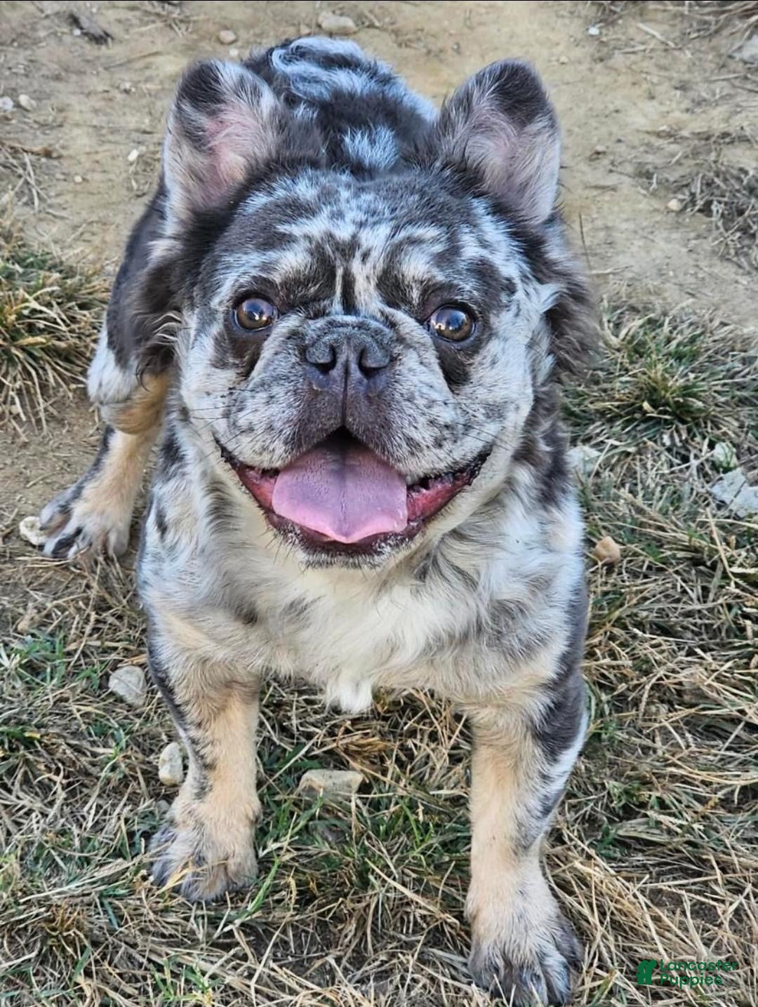 French Bulldog dogs for sale: Visual Full Fluffy Merle Frenchie Carry Pink😍🎀 - Ad 4