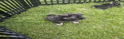 Norwegian Elkhound dogs for sale: Purple  - Ad 7