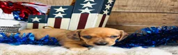 Miniature Dachshund dogs for sale: Jack Daniels - Ad 3