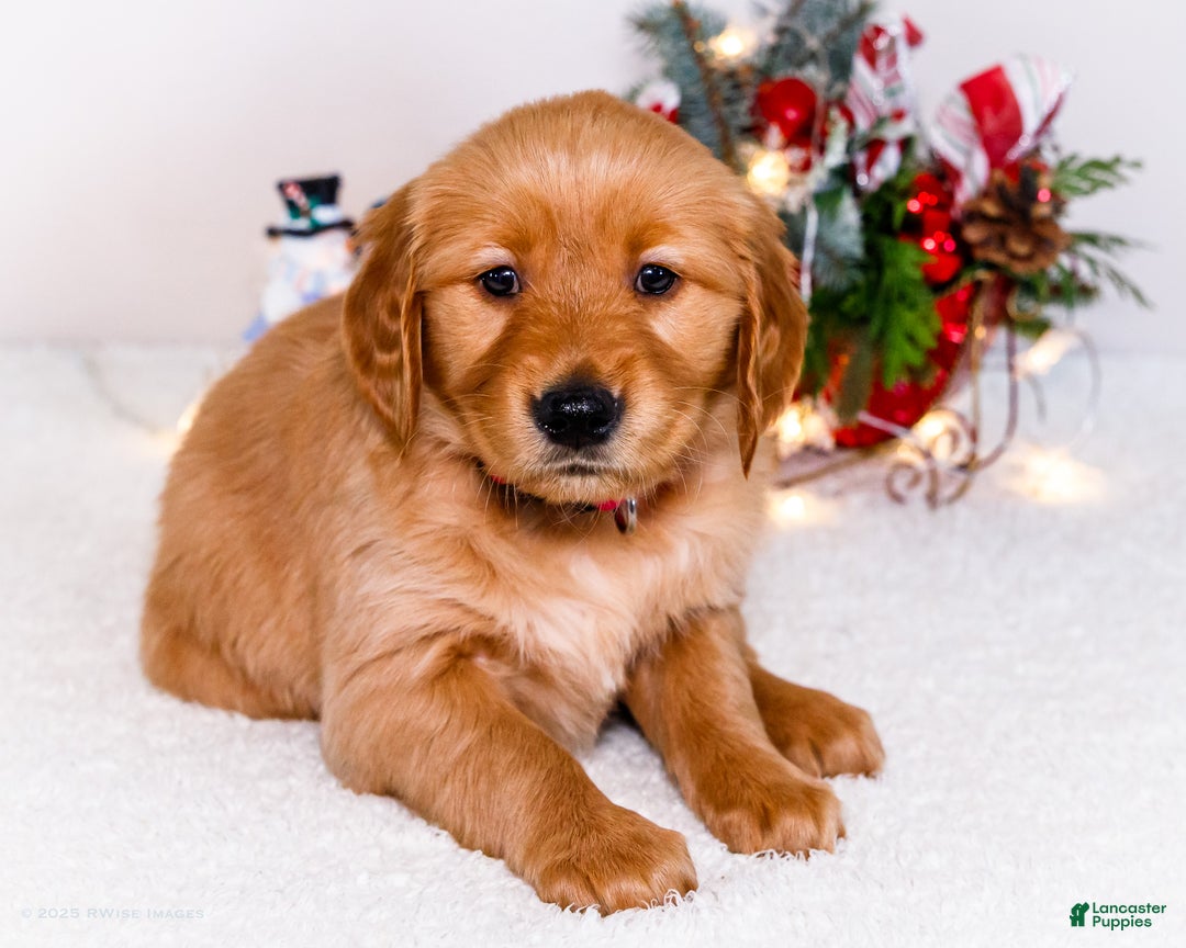Golden Retriever dogs for sale: Kala - Ad 1