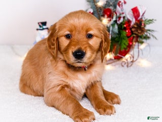 Golden Retriever dogs Kala - Ad 33