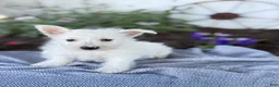 West Highland Terrier dogs for sale: Bentley - Ad 9