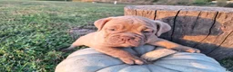 English Bulldog dogs for sale: Lily - Ad 4