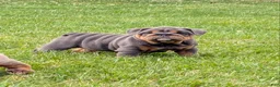 English Bulldog dogs for sale: Shantell - Ad 3