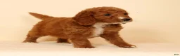 Mini Goldendoodle dogs for sale: Mia - Ad 9