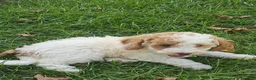 Miniature Poodle dogs for sale: Daisy- Potty and Crate Training/Parents Health Tested - Ad 5