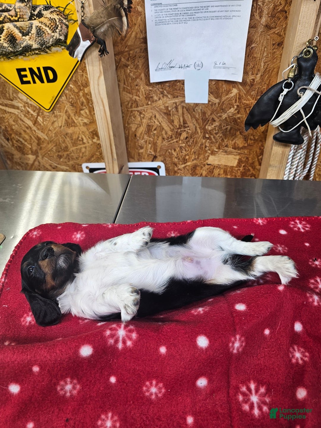 Miniature Dachshund dogs for sale: Miniature Dachshund ROMEO - Ad 4