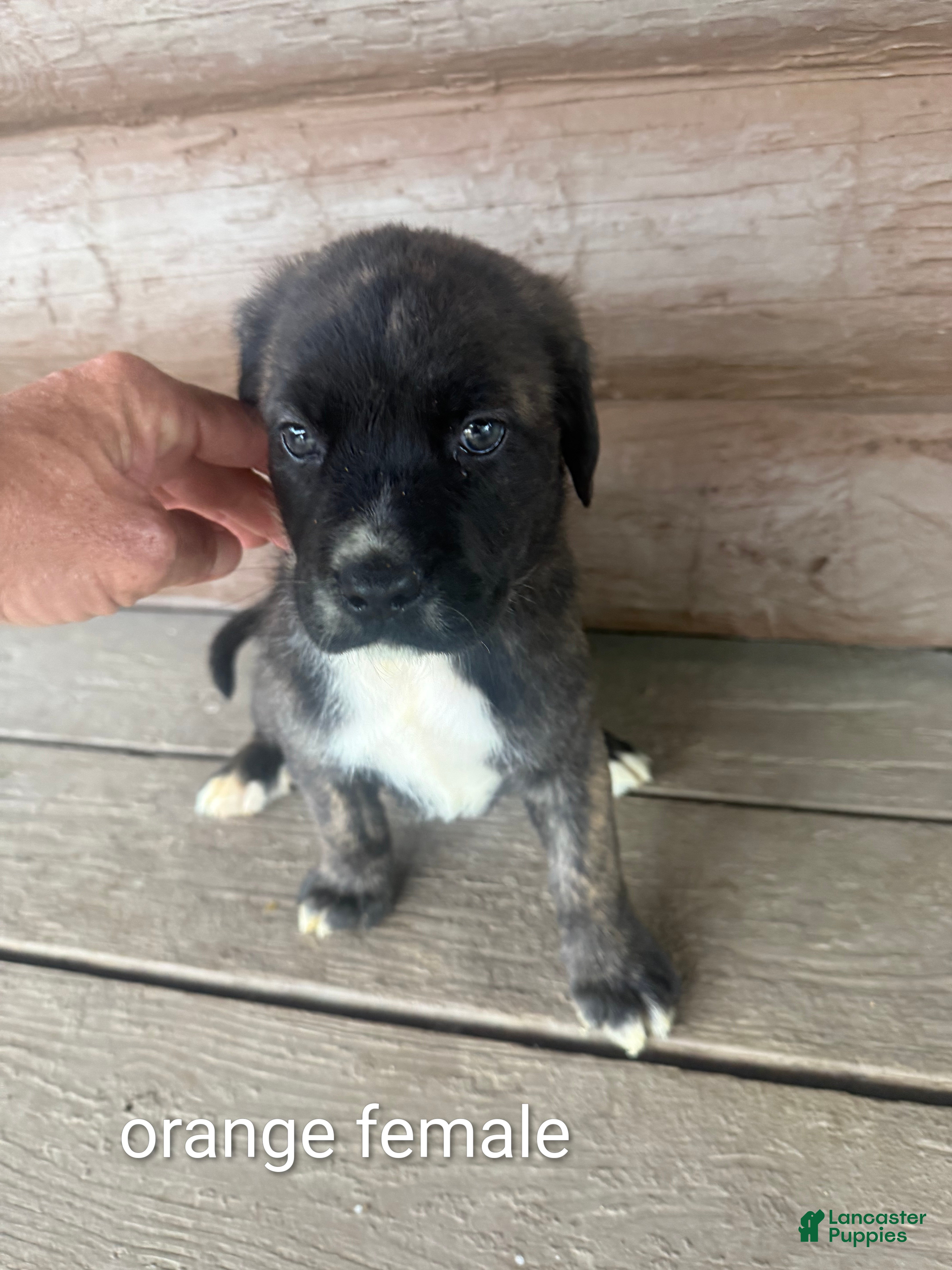 Mixed Breed dogs Bella - Ad 1