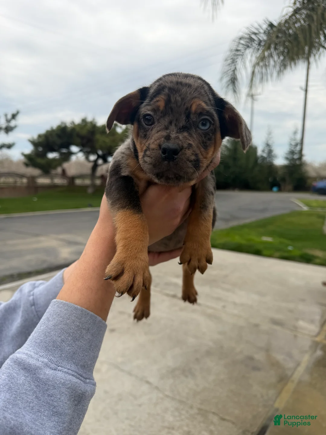 Mixed Breed dogs for sale: Mixed Breed Puppy 6 - Ad 1