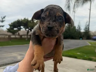 Mixed Breed dogs Mixed Breed Puppy 6 - Ad 35