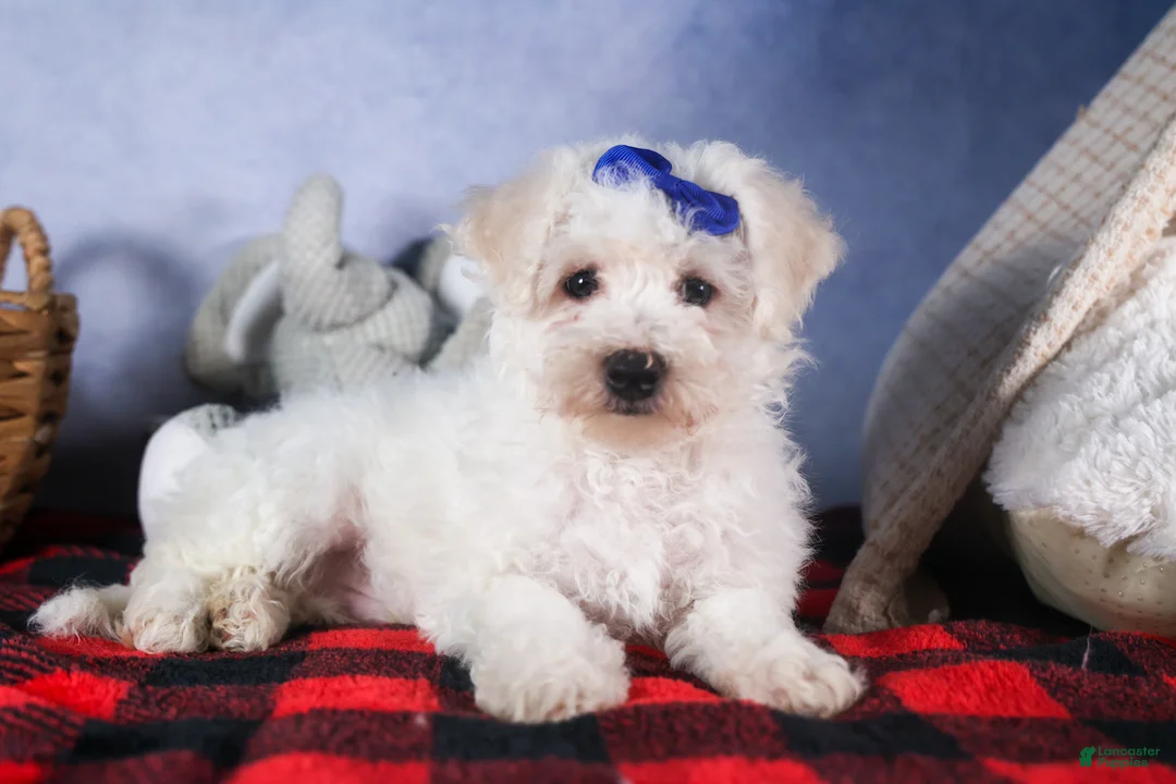 Bichon Frise dogs for sale: Dakota - Ad 10
