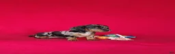 Miniature Dachshund dogs for sale: Brooklyn - Ad 4
