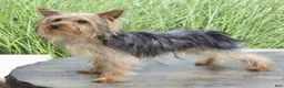 Yorkshire Terrier dogs for sale: Scotty - Ad 3