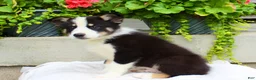 Mixed Breed dogs for sale: Lewy  - Ad 3