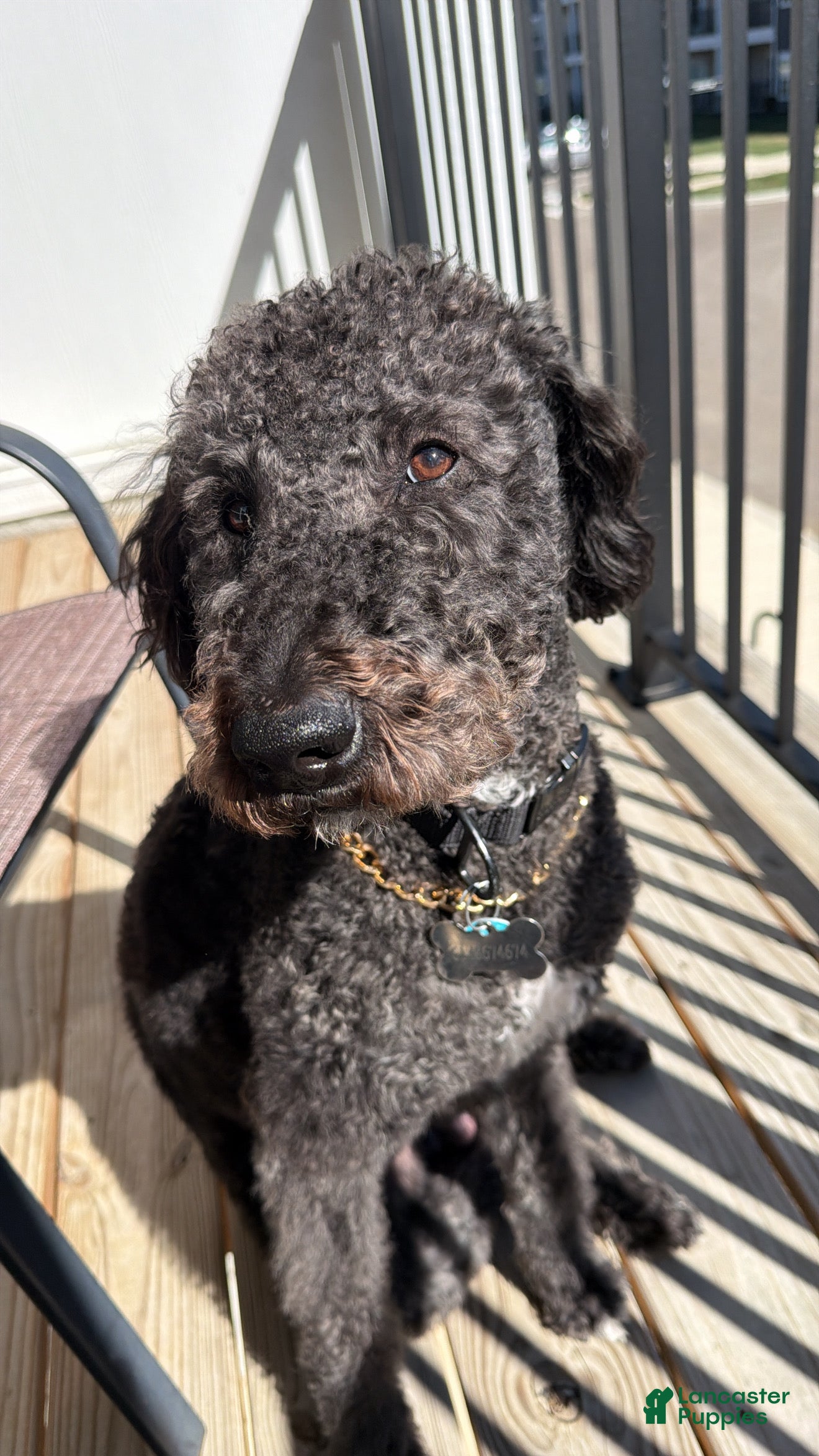 Labradoodle dogs Labradoodle 1 - Ad 27