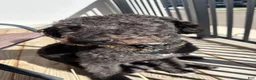 Labradoodle dogs for sale: Labradoodle 1 - Ad 1