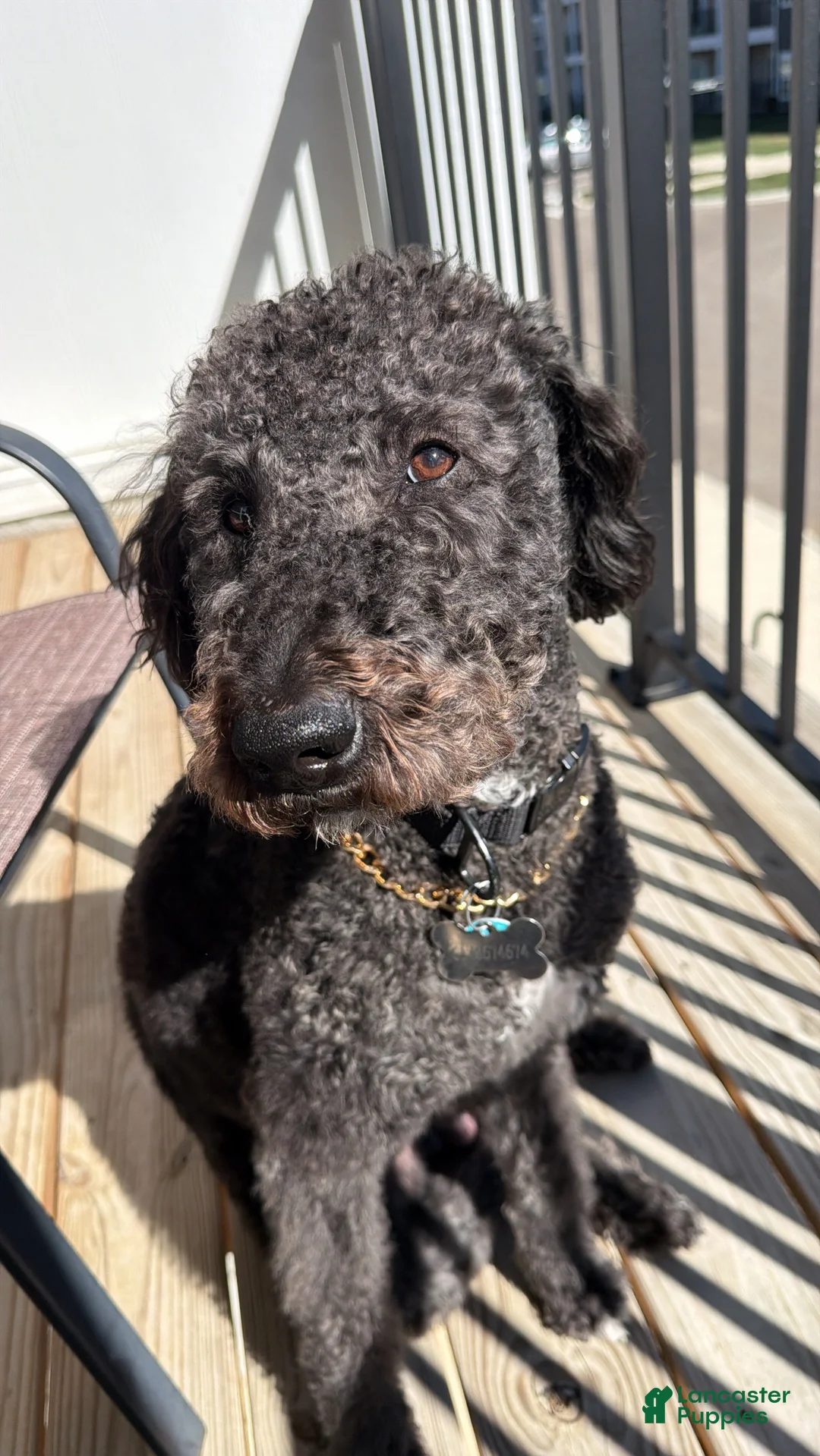 Labradoodle dogs for sale: Labradoodle 1 - Ad 1