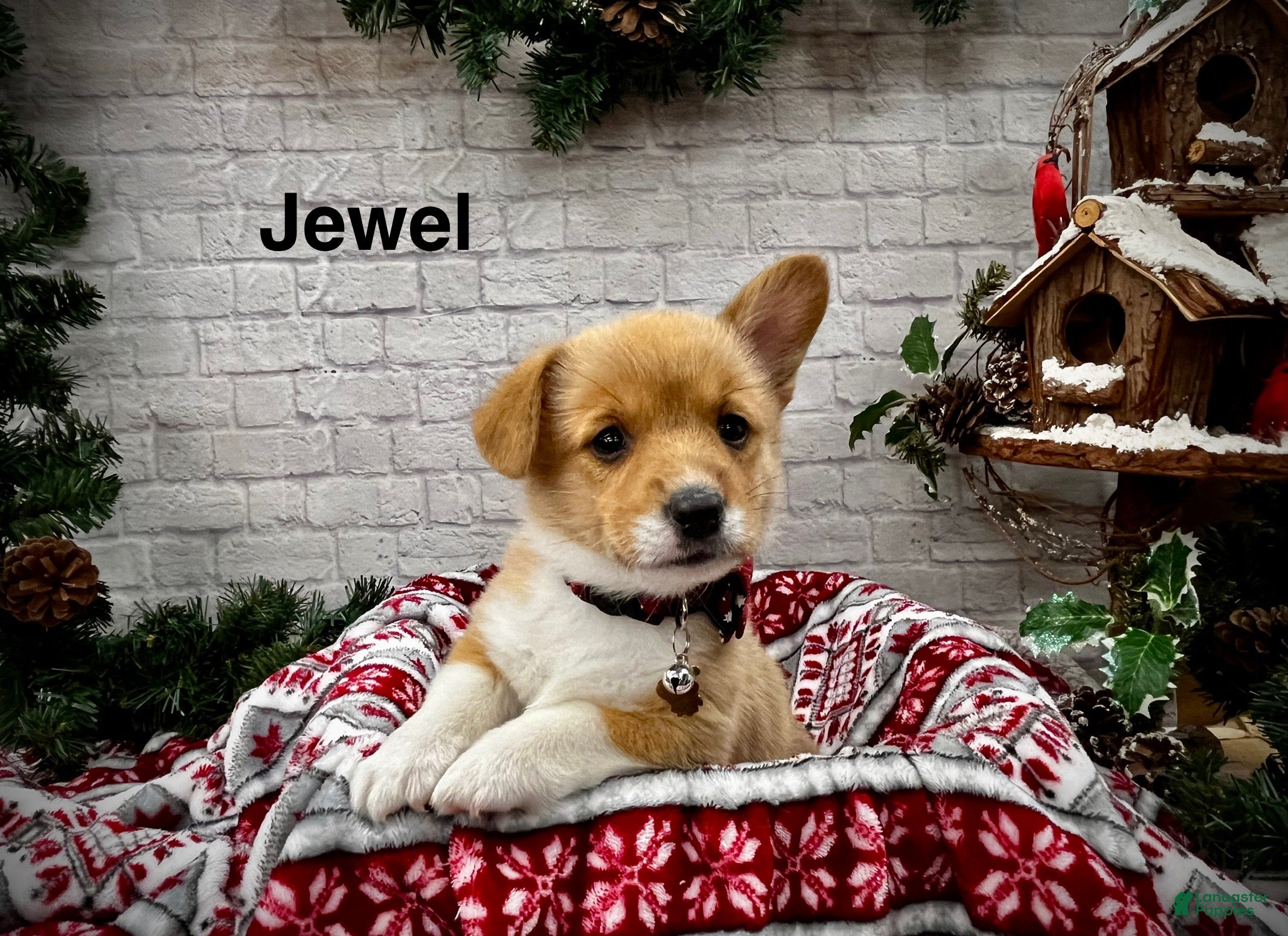 Welsh Corgi Pembroke dogs Jewel - Ad 24