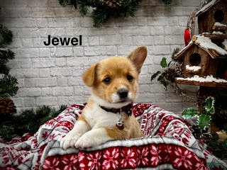 Welsh Corgi Pembroke dogs Jewel - Ad 11