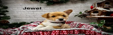 Jewel