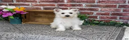 West Highland Terrier dogs for sale: Delight - Ad 3