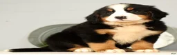 Bernese Mountain Dog dogs for sale: Roxie - Ad 2