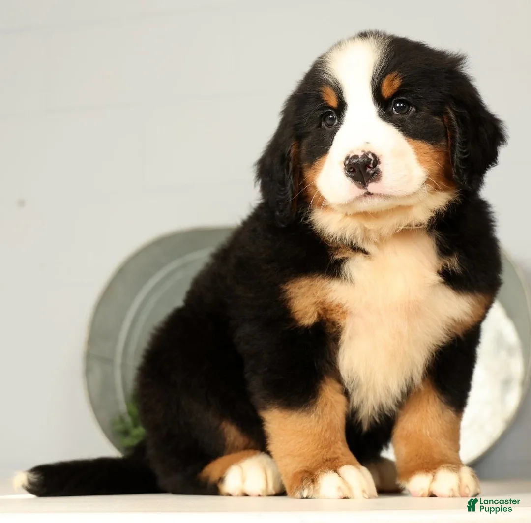 Bernese Mountain Dog dogs for sale: Roxie - Ad 2