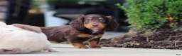 Miniature Dachshund dogs for sale: Lennon - Ad 6