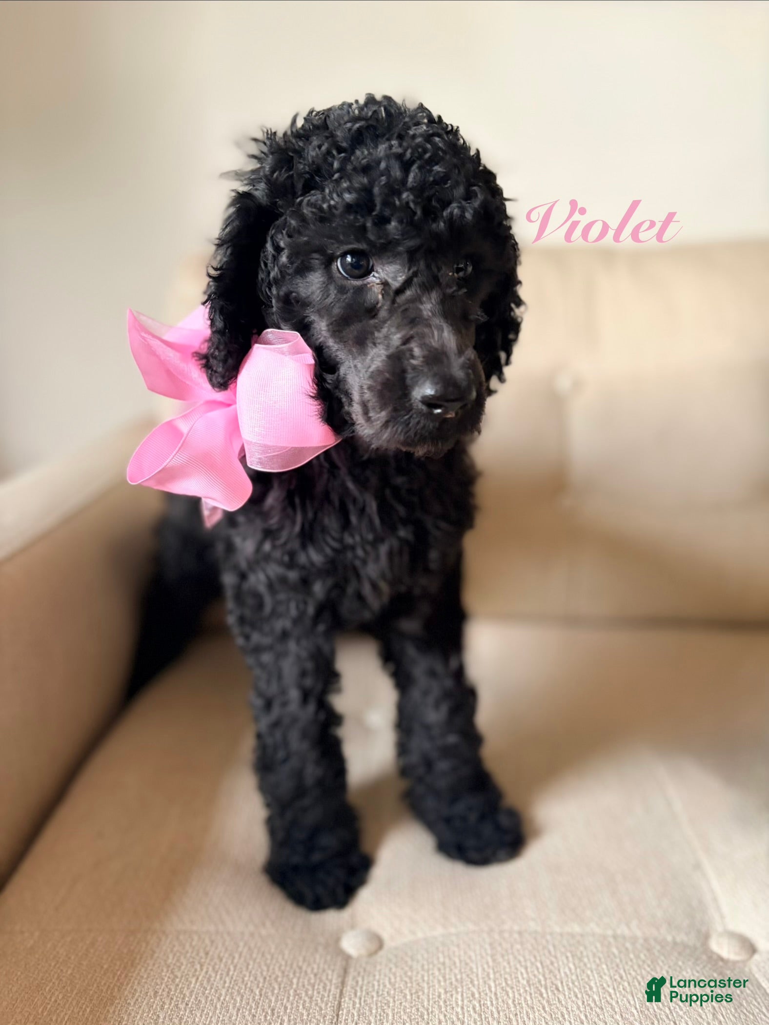 Standard Poodle dogs for sale:  Violet - Ad 32