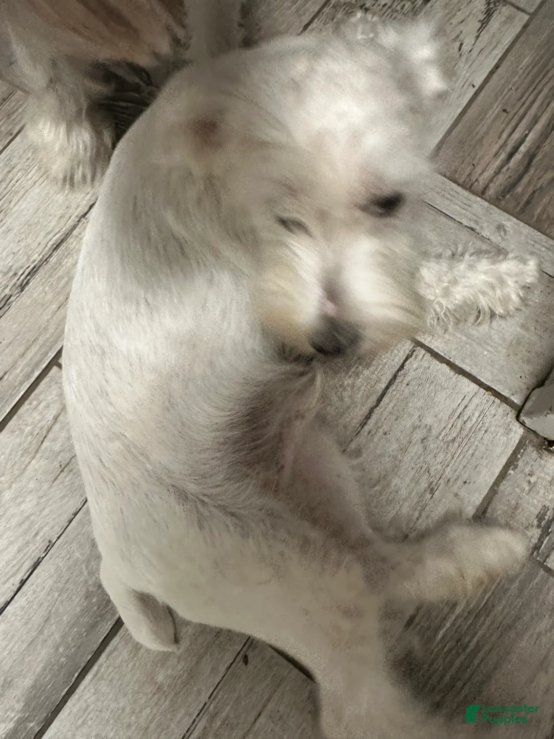 Miniature Schnauzer dogs for sale: Chester - Ad 4
