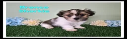Shorkie dogs for sale: Bronco - Ad 1