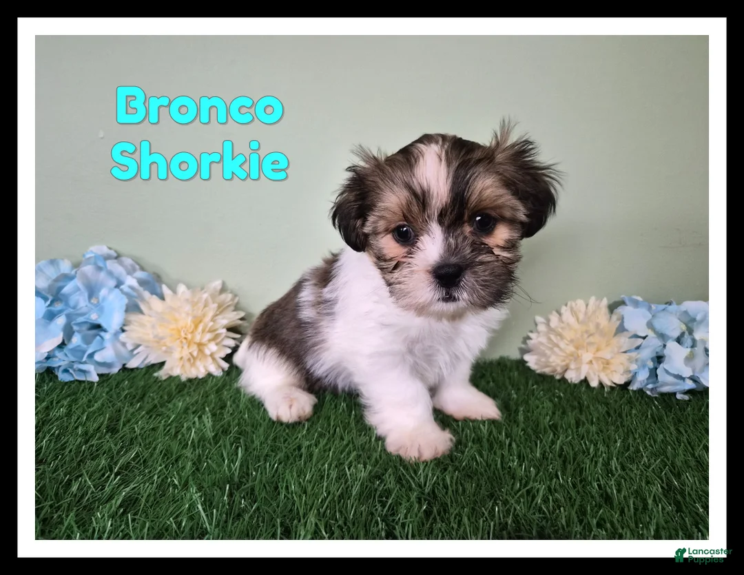Shorkie dogs for sale: Bronco - Ad 1