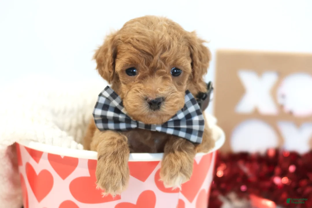 Toy Poodle dogs for sale: Heartbreaker - Ad 1