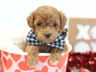 Toy Poodle dogs Heartbreaker - Ad 9