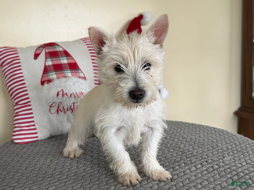 Cairn Terrier dogs for sale: Sugar - Ad 4