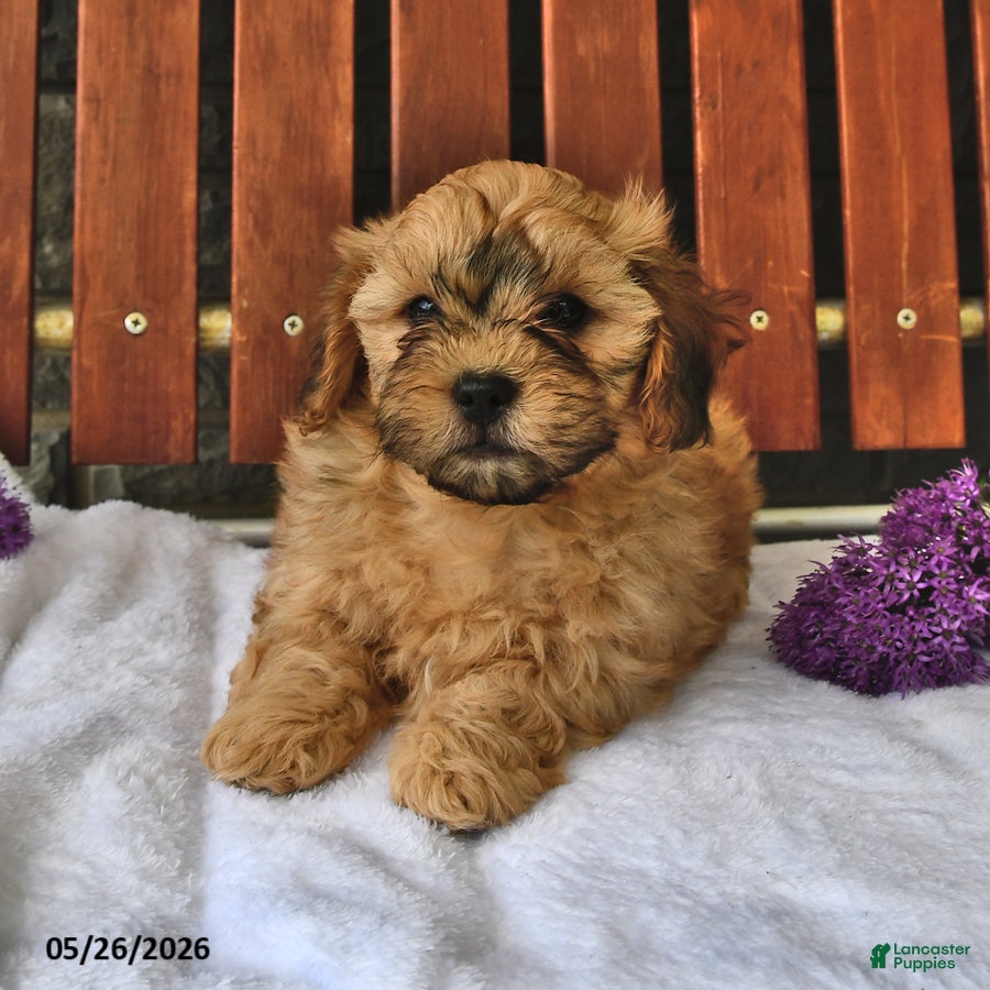 Shihpoo dogs Chase - Ad 2