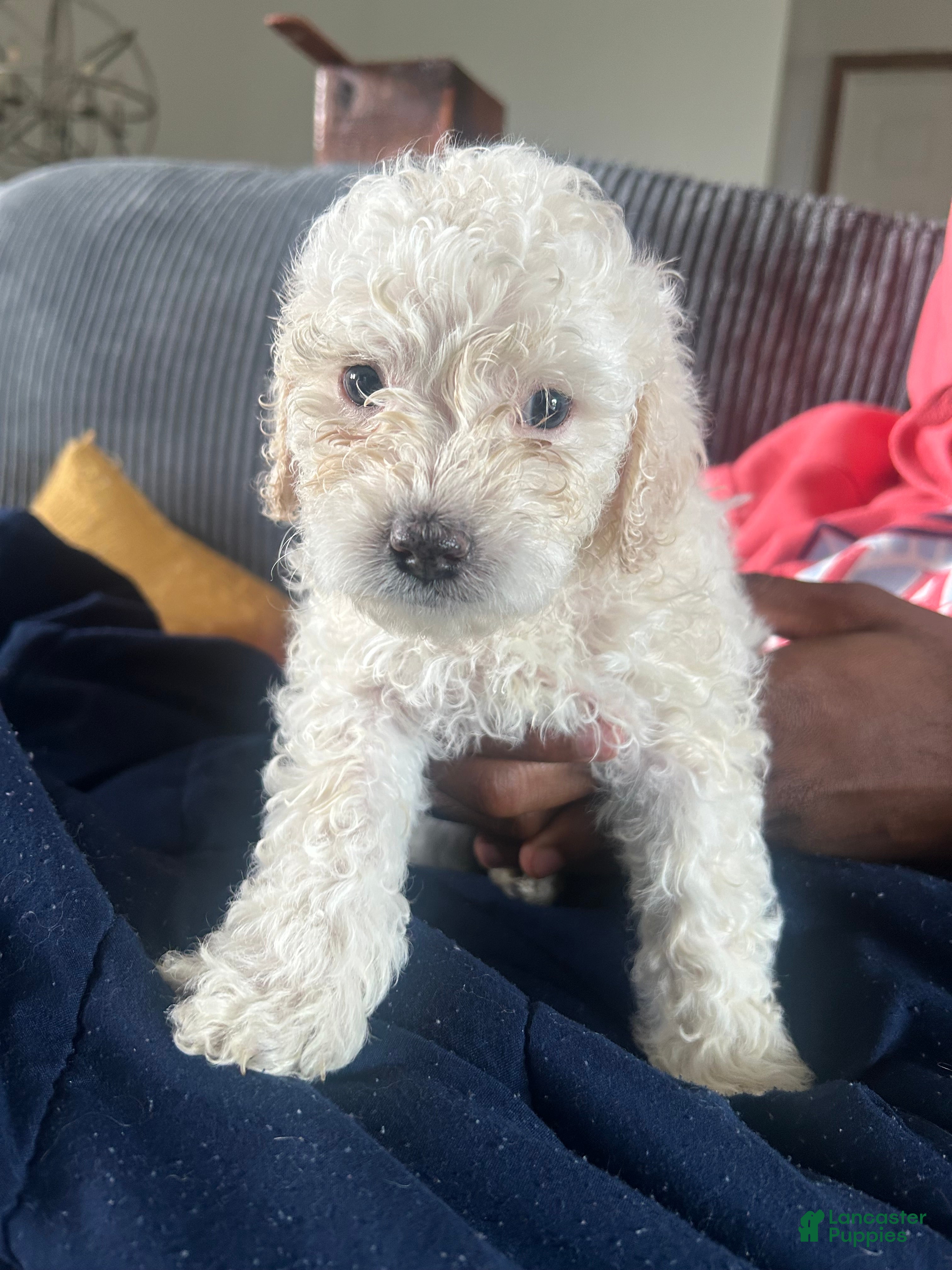 Mixed Breed dogs Mixed Breed 3 - Ad 32