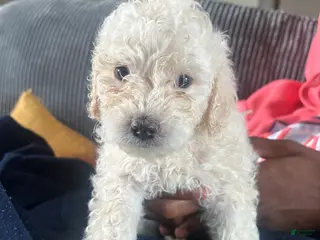 Mixed Breed dogs Mixed Breed 3 - Ad 23