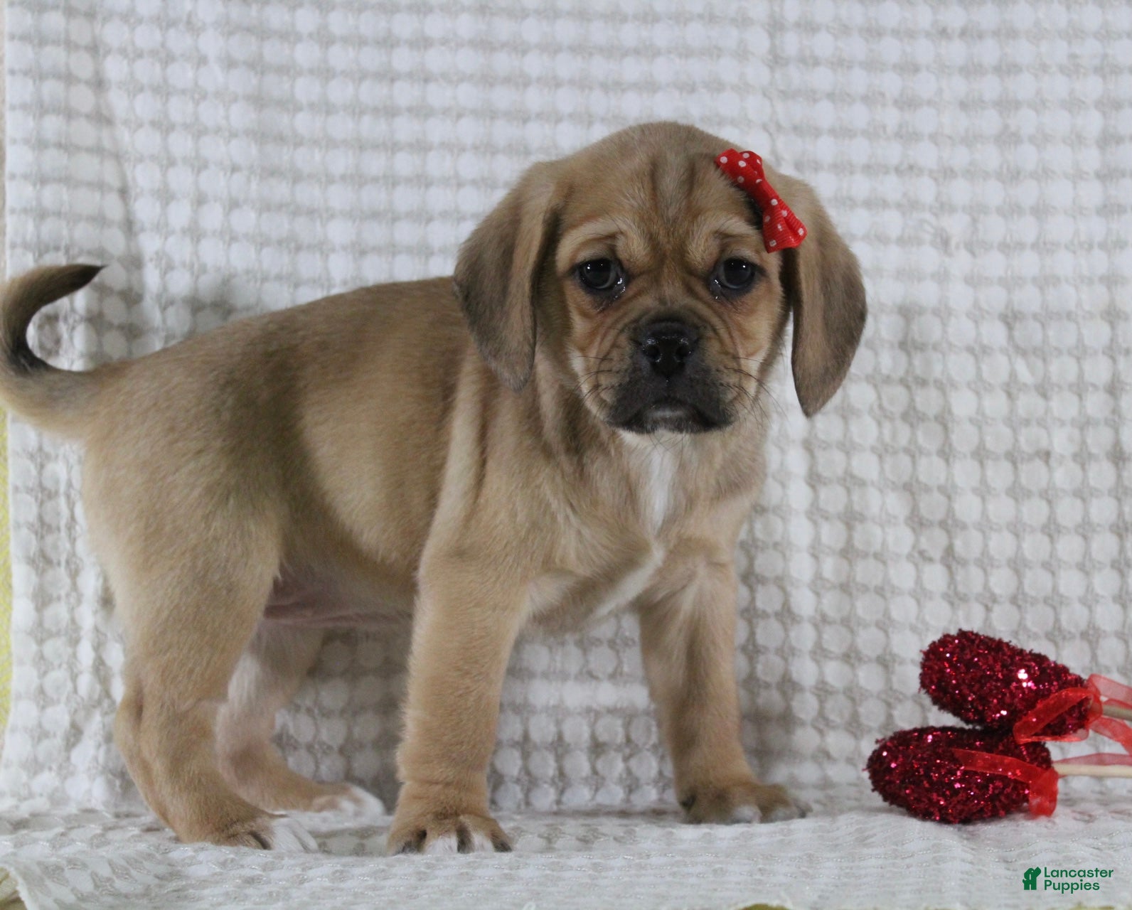 Puggle dogs Tara - Ad 2